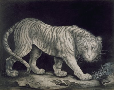Ein streunender Tiger von Elizabeth Pringle